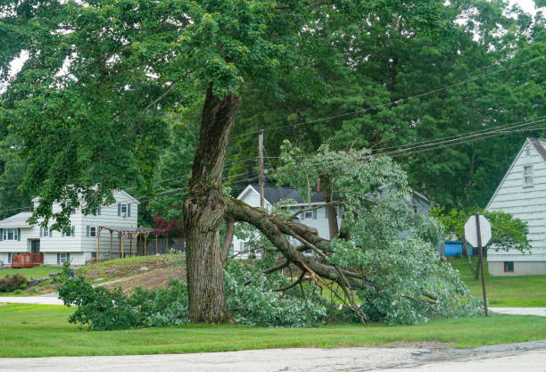 The Steps Involved in Our Tree Care Process in Ovid, MI